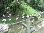 حديقة الطيور - كوالالمبور - ماليزيا